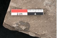 Foto (Detailansicht) von Cassia phaseolites Unger (NHMW-GEO-2024-0188-8046)